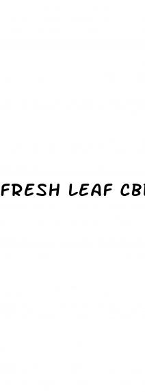 fresh leaf cbd gummies