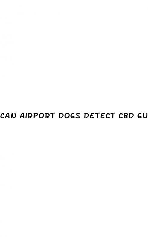 can airport dogs detect cbd gummies