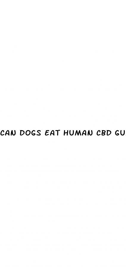 can dogs eat human cbd gummies