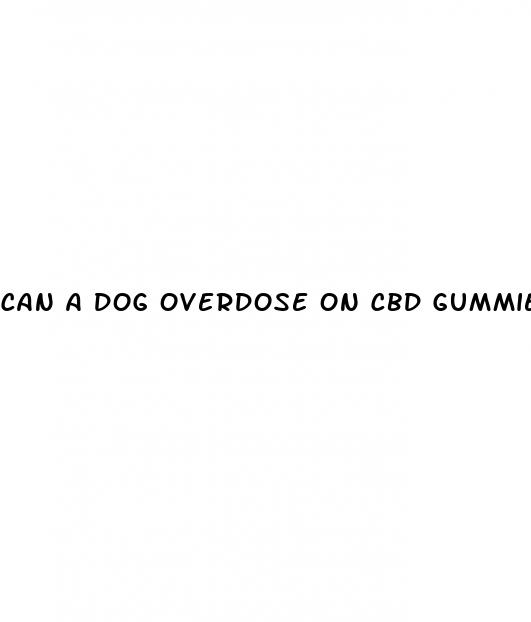 can a dog overdose on cbd gummies