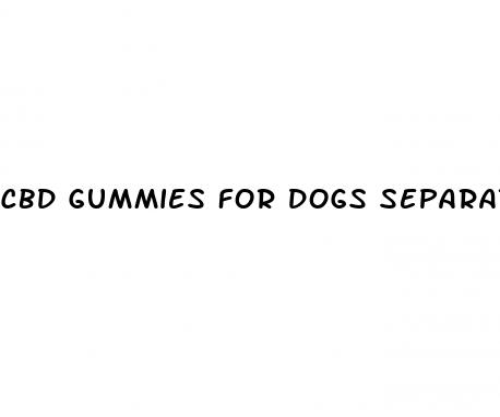 cbd gummies for dogs separation anxiety