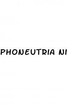 phoneutria nigriventer erectile dysfunction